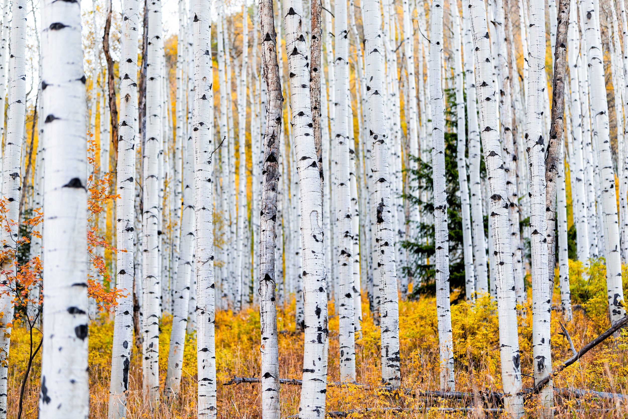 How to tap birch trees for drinkable sap - Men's Journal