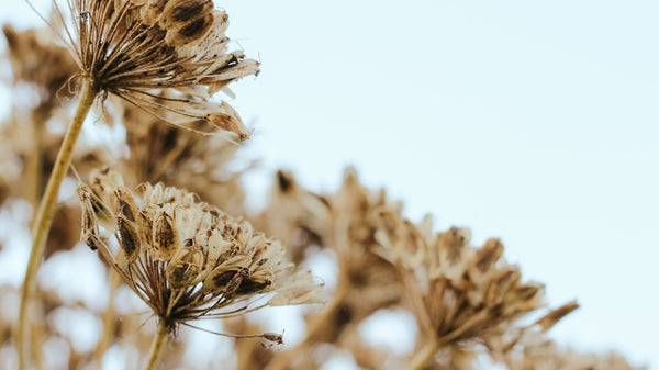 The Wild Flavour Diaries: Say Hello to Hogweed Seed