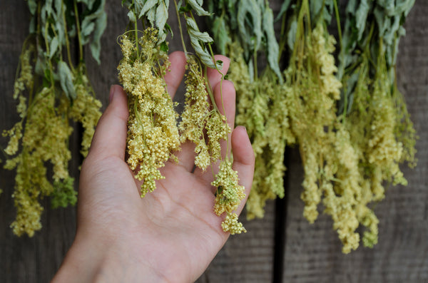 Foraging Meadowsweet