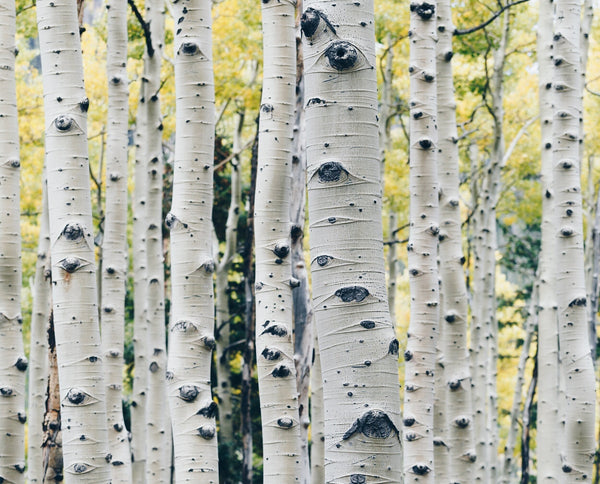 Life's a Birch, but We Ain’t Complaining