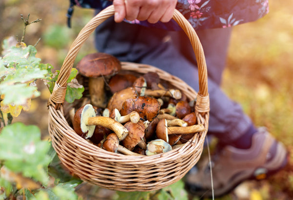 FUNGI FORAGE AND FEAST WITH NEVILLE KILKENNY